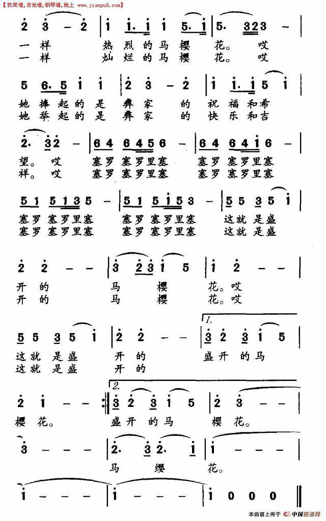 盛开的马樱花简谱