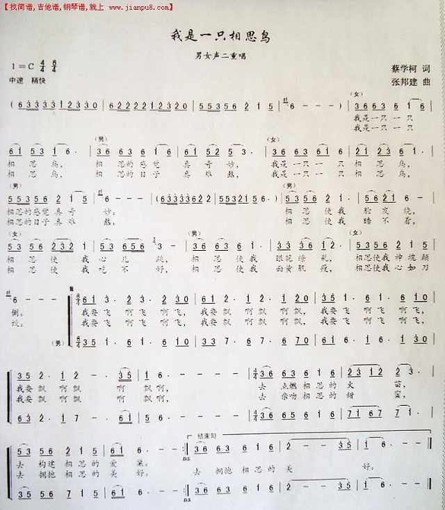 我是一只相思鸟简谱